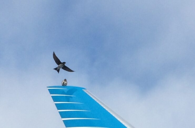 Dos golondrinas posadas en el winglet de B-737 NG captados durante walk around en EZE (Fernando Castagna)